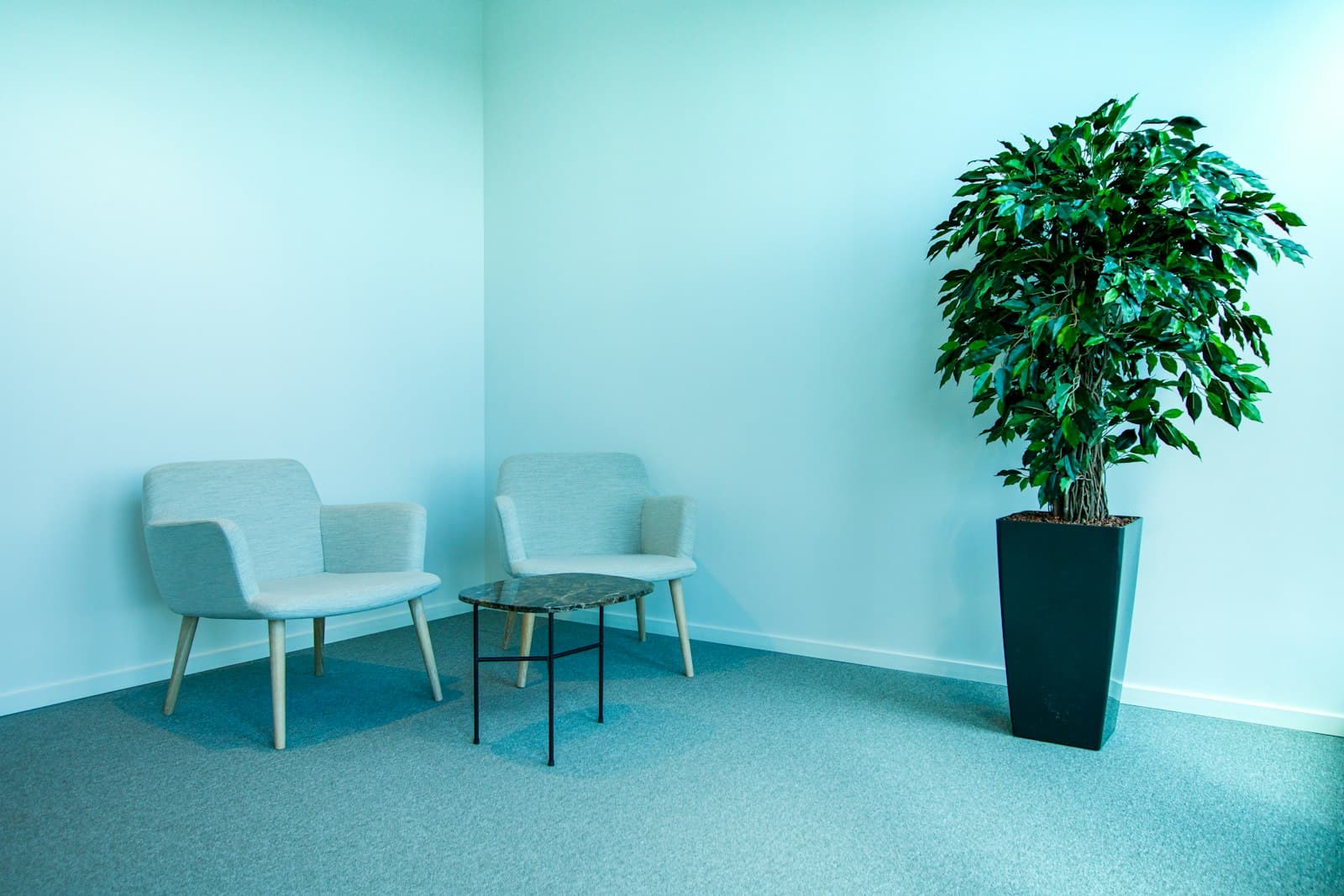 A calm, plant-filled seating area with two armchairs