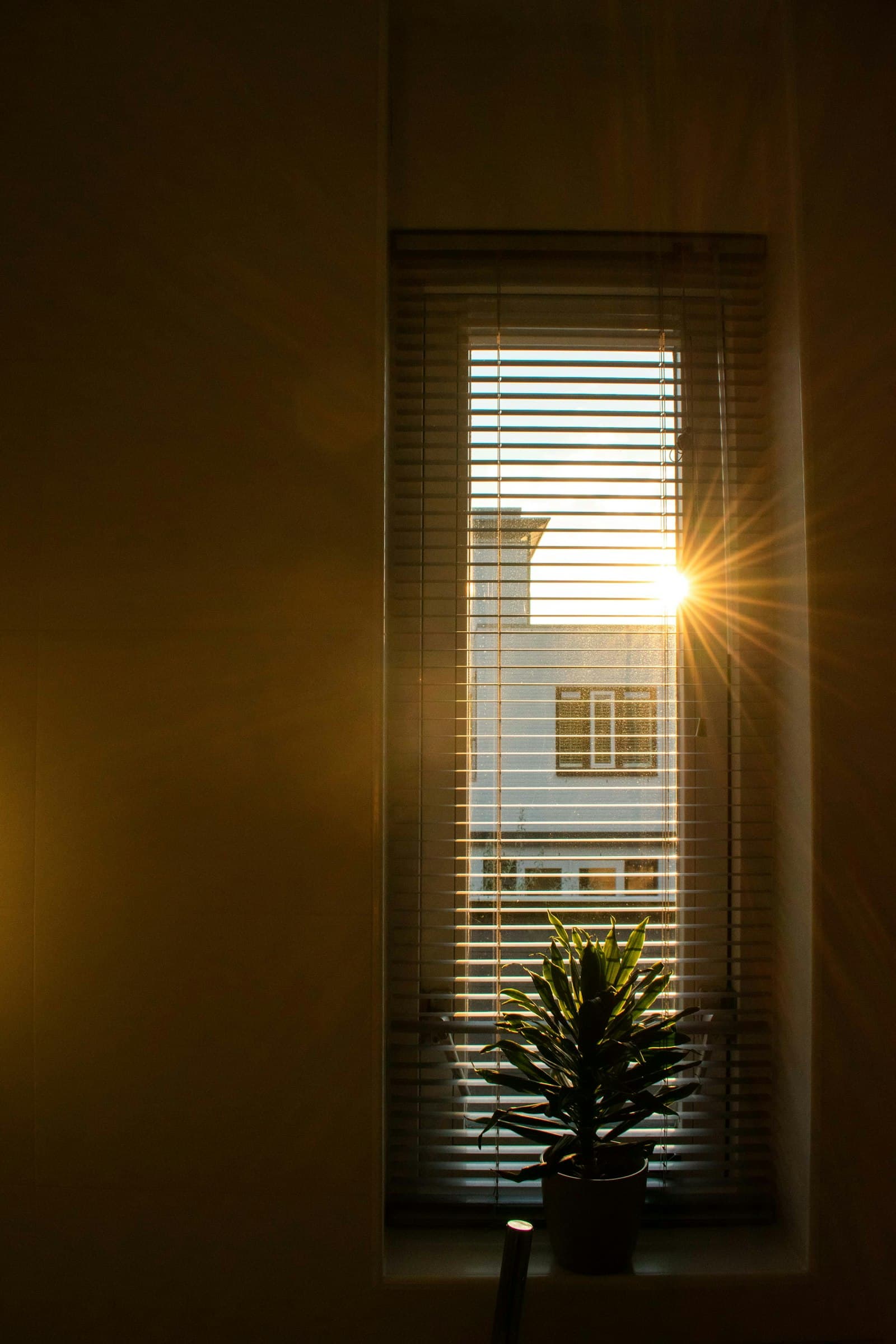 Evening sun through a window blind with a houseplant on the sill